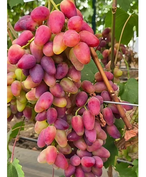 Виноград Эпатаж | Купить виноград Эпатаж фото 14