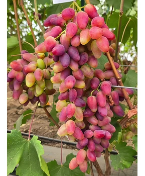 Виноград Эпатаж | Купить виноград Эпатаж фото 21