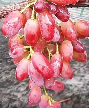 Виноград Окей | Купить виноград Окей