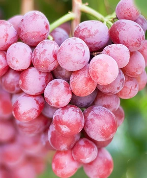 Виноград Старлайт | Купить виноград Старлайт