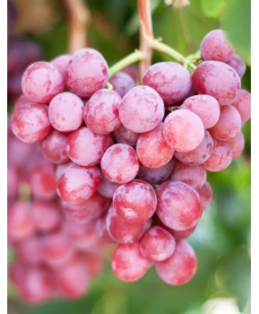 Виноград Старлайт | Купить виноград Старлайт фото 14