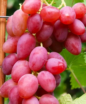 Виноград Вавилон | Купить виноград Вавилон