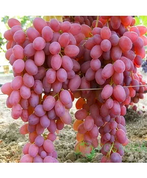 Виноград Вавилон | Купить виноград Вавилон фото 14