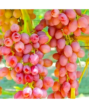 Виноград Вавилон | Купить виноград Вавилон фото 21