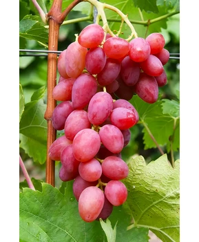 Виноград Вавилон | Купить виноград Вавилон фото 37