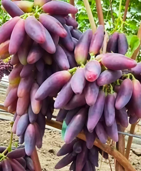 Виноград Премиум | Купить виноград Премиум