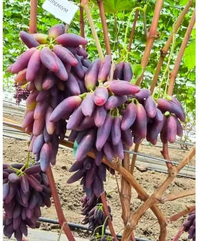 Виноград Премиум | Купить виноград Премиум фото 14