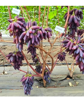 Виноград Премиум | Купить виноград Премиум фото 21