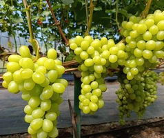 Саженцы мускатного винограда