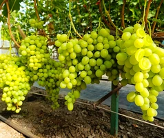 Черенки мускатного винограда