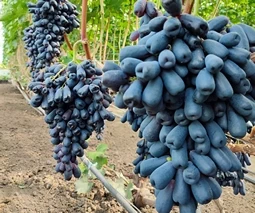 Саженцы винограда в Киеве