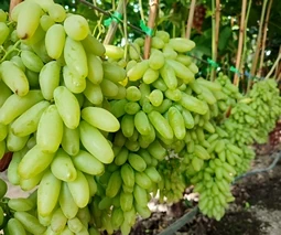 Купить саженцы винограда в Киеве