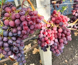 Саженцы винограда в Кременчуге