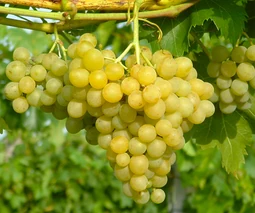 Саженцы винограда в Белой Церкви