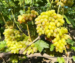 Саженцы винограда в Ужгороде