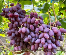 Купить саженцы винограда в Ужгороде