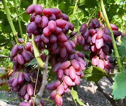 Саженцы винограда в Виннице