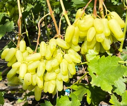 Купить саженцы винограда в Виннице