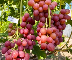 Саженцы винограда в Полтаве