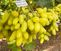 Саженцы винограда в Черкассах