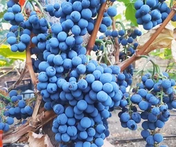 Саженцы винограда в Ивано-Франковске