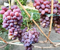 Купить саженцы винограда в Чернигове