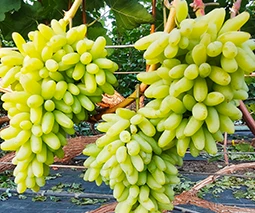 Саженцы винограда в Днепре