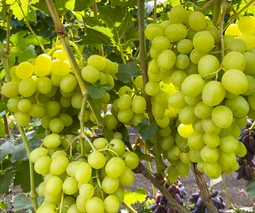 Купить саженцы винограда в Кременчуге