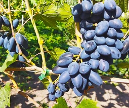 Купить саженцы винограда в Луцке