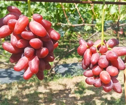 Саженцы винограда в Черновцах