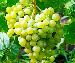 Саженцы винограда в Тернополе