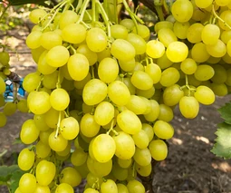 Черенки винограда в Житомире