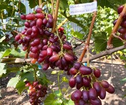 Черенки винограда в Полтаве