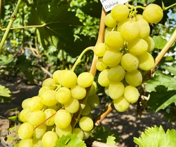 Купить черенки винограда в Днепре