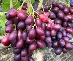 Черенки винограда в Харькове