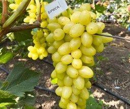 Купить черенки винограда в Харькове