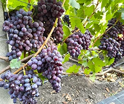 Купить саженцы винограда в Днепре