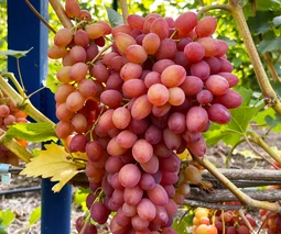 Черенки винограда в Одессе