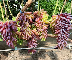 Саженцы винограда в Хмельницком