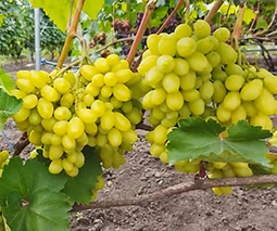 Купить саженцы винограда в Харькове