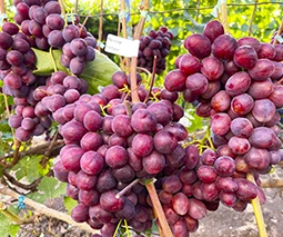 Купить саженцы винограда в Тернополе