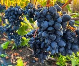 Саженцы винограда в Кропивницком