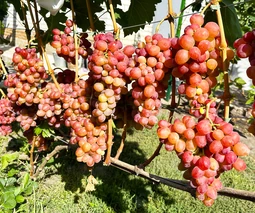 Саженцы винограда во Львове