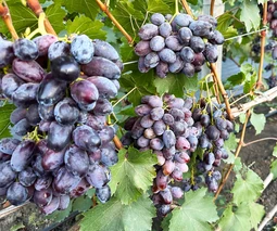 Купить саженцы винограда в Хмельницком